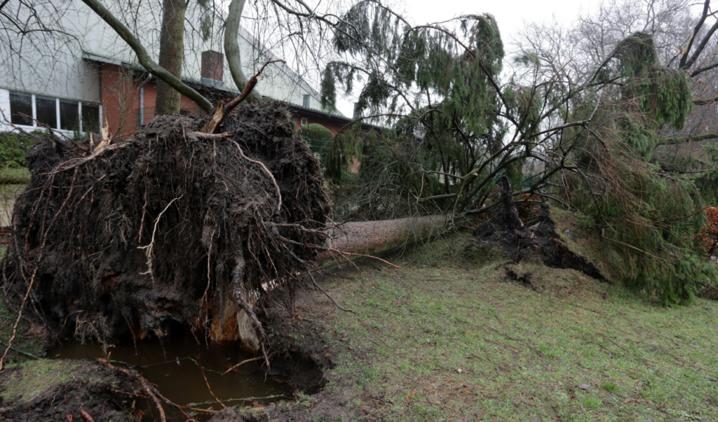 Tree Fell On Roof