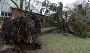 Tree Fell On Roof